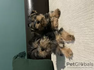 Photo №2 de l'annonce № 81736 de la vente yorkshire terrier - acheter à Belgique annonce privée