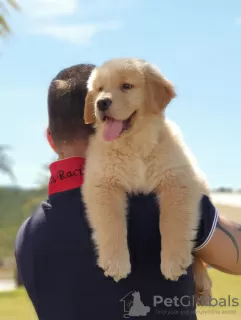 Photo №2 de l'annonce № 48054 de la vente golden retriever - acheter à Espagne 