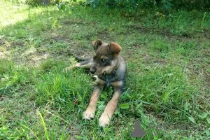 Photo №3. Chiot intelligent et affectueux Alka en cadeau. Biélorussie