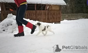 Photo №4. Je vais vendre terrier tibétain en ville de Minsk. de la fourrière - prix - négocié