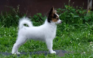 Photo №3. PAPILLON, fille, tricolore. Fédération de Russie