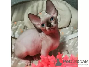 Photo №1. sphynx - à vendre en ville de Vakhshak | négocié | Annonce № 9915