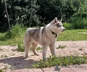 Photo №1. husky de sibérie - à vendre en ville de Voronezh | 571€ | Annonce №11609