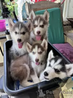 Photo №1. husky de sibérie - à vendre en ville de Galtby | Gratuit | Annonce №110682