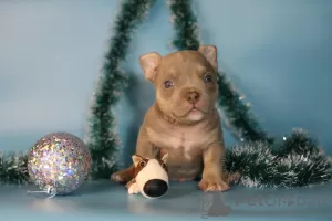 Photos supplémentaires: Chiots bully américain