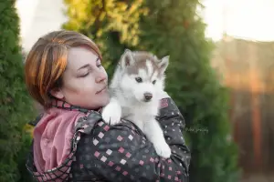 Photos supplémentaires: Chiots Husky Sibériens au Chocolat Élite de producteurs titrés