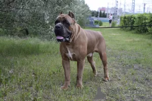 Photo №2 de l'annonce № 7973 de la vente cane corso - acheter à Fédération de Russie annonce privée, de la fourrière