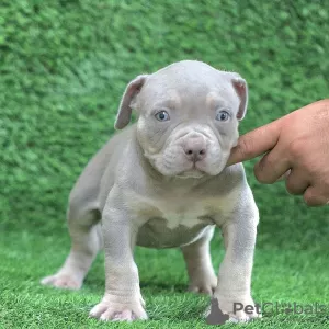 Photo №1. american bully - à vendre en ville de Амстердам | 650€ | Annonce №105796