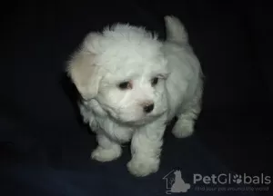 Photo №1. bichon maltais - à vendre en ville de Hannover | 351€ | Annonce №107509