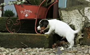 Photo №2 de l'annonce № 126470 de la vente jack russell terrier - acheter à Allemagne annonce privée