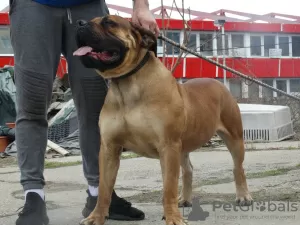 Photo №4. Je vais vendre boerboel en ville de Lazarevac. éleveur - prix - négocié