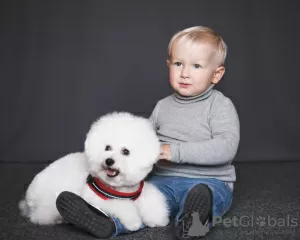 Photos supplémentaires: Chiots bichon frisé