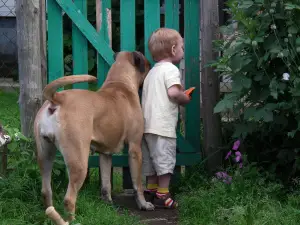 Photos supplémentaires: Chiots Bullmastiff