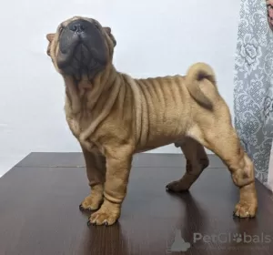 Photos supplémentaires: Chiot Shar Pei brutal