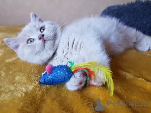 Photo №1. british shorthair - à vendre en ville de Rostov-sur-le-Don | 300€ | Annonce № 10721