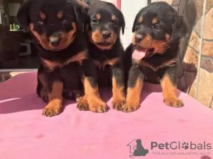 Photo №1. rottweiler - à vendre en ville de Berlin | négocié | Annonce №30225