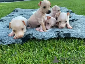 Photo №1. american hairless terrier - à vendre en ville de Берни | négocié | Annonce №81503