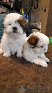 Photo №2 de l'annonce № 54784 de la vente shih tzu - acheter à La finlande éleveur