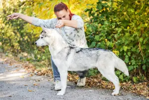 Photo №4. Je vais vendre husky de sibérie en ville de Kiev. de la fourrière - prix - Négocié