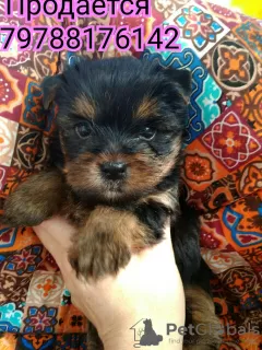 Photo №1. yorkshire terrier - à vendre en ville de Krymsk ville | 12379€ | Annonce №8765