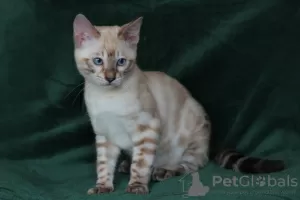 Photo №2 de l'annonce № 40303 de la vente bengal - acheter à Ukraine de la fourrière, éleveur