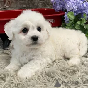 Photo №2 de l'annonce № 48692 de la vente bichon à poil frisé - acheter à USA annonce privée