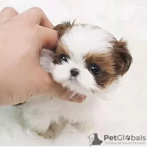 Photo №2 de l'annonce № 56354 de la vente shih tzu - acheter à USA éleveur