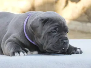 Photo №2 de l'annonce № 2984 de la vente cane corso - acheter à Ukraine annonce privée, de la fourrière, éleveur