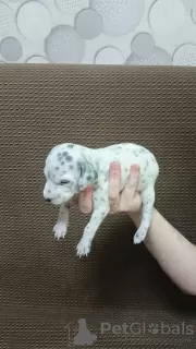 Photo №4. Je vais vendre dalmatien en ville de Novokuznetsk. éleveur - prix - 62€