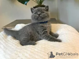 Photo №1. british shorthair - à vendre en ville de Karlsruhe | négocié | Annonce № 96598