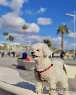 Photo №4. Je vais vendre bichon à poil frisé en ville de Munich. annonce privée - prix - 900€