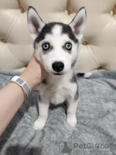 Photos supplémentaires: Chiots husky aux yeux bleus pure race à vendre!