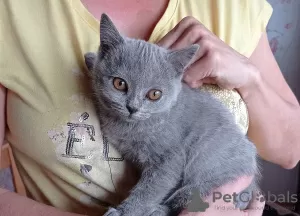 Photo №1. british shorthair - à vendre en ville de Ostrava | 400€ | Annonce № 26829