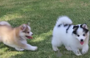 Photo №3. Chiots Pomsky à l'adoption. Australie