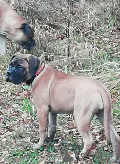 Photo №4. Je vais vendre bullmastiff en ville de Москва. annonce privée, de la fourrière - prix - 1141€