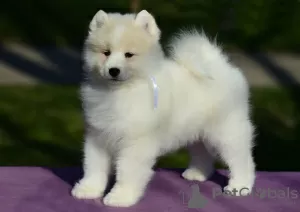 Photos supplémentaires: Chiots Samoyèdes à vendre