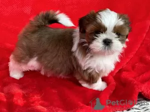 Photo №1. shih tzu - à vendre en ville de Alaska | 426€ | Annonce №66415