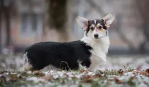 Photo №4. Je vais vendre welsh corgi en ville de Москва. éleveur - prix - 1029€