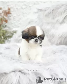 Photo №4. Je vais vendre shih tzu en ville de Бернау. annonce privée, de la fourrière, de l'abri - prix - Gratuit