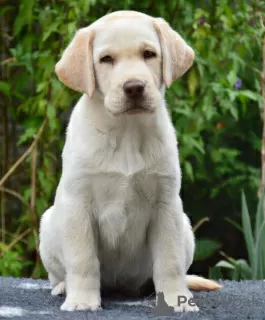 Photo №1. labrador retriever - à vendre en ville de Чугуев | négocié | Annonce №78133