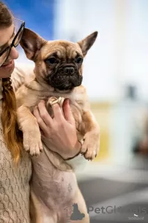 Photo №4. Je vais vendre bouledogue en ville de Tolyatti. annonce privée - prix - 531€