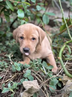 Photo №1. labrador retriever - à vendre en ville de San Jose | 329€ | Annonce №128733