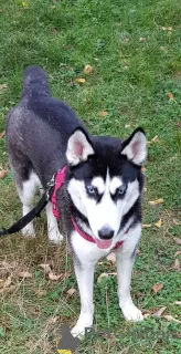 Photo №1. husky de sibérie - à vendre en ville de Esslingen am Neckar | 1400€ | Annonce №13677