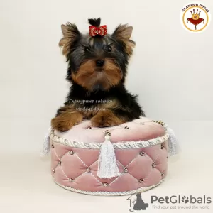 Photo №2 de l'annonce № 10168 de la vente yorkshire terrier - acheter à Ukraine annonce privée, de la fourrière, éleveur