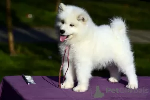 Photos supplémentaires: Chiots Samoyèdes à vendre