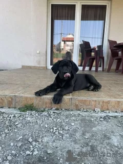 Photos supplémentaires: Mastiff sud-africain - Boerboel