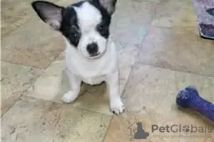 Photo №1. chihuahua - à vendre en ville de Phoenix | 379€ | Annonce №115491