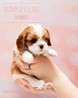 Photos supplémentaires: Kennel RKF “Olimpia Village” (Moscou) propose des chiots au pedigree élevé