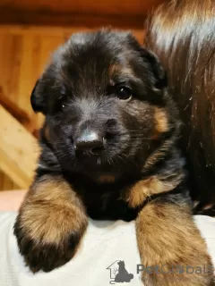 Photo №3. Chiots d'élite berger allemand à poil long. Fédération de Russie