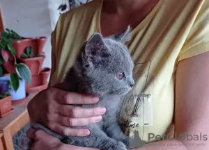 Photos supplémentaires: Les chatons British Shorthair